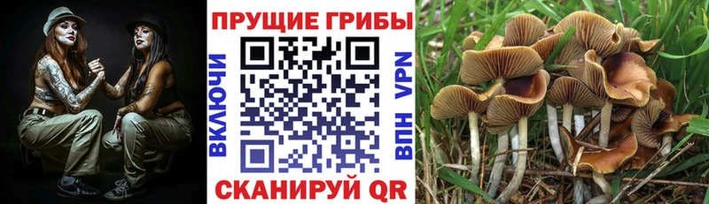 ссылка на мегу маркетплейс  где купить наркотик  Вихоревка  Галлюциногенные грибы Psilocybine cubensis 